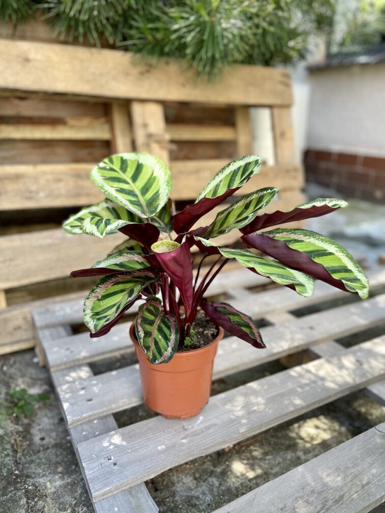 Zdjęcie rosliny doniczkowej Calathea Roseopicta Angela, ujęcie 3
