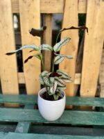 Zdjęcie rosliny doniczkowej Calathea White Star, ujęcie 1