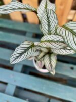 Zdjęcie rosliny doniczkowej Calathea White Star, ujęcie 2