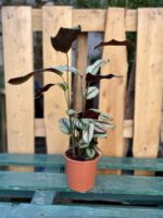 Zdjęcie rosliny doniczkowej Calathea White Star, ujęcie 3