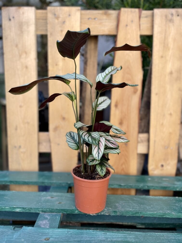 Zdjęcie rosliny doniczkowej Calathea White Star, ujęcie 3