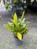 Zdjęcie rosliny doniczkowej Codiaeum variegatum Gold Sun (Kroton), ujęcie 2