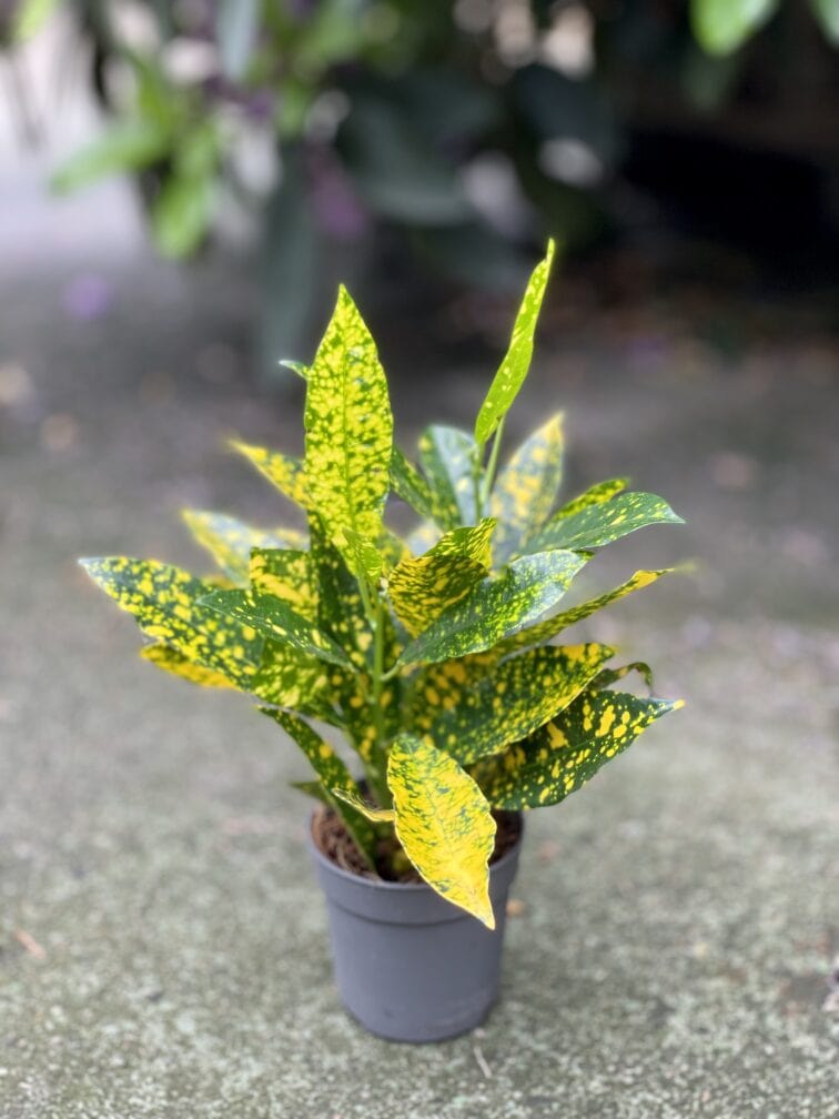 Zdjęcie rosliny doniczkowej Codiaeum variegatum Gold Sun (Kroton), ujęcie 2