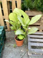 Zdjęcie rosliny doniczkowej Dieffenbachia Tropic Marianne, ujęcie 1