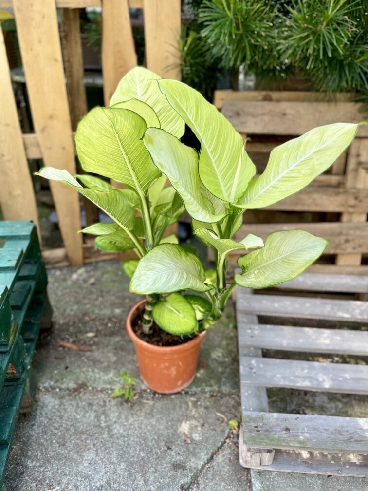 Zdjęcie rosliny doniczkowej Dieffenbachia Tropic Marianne, ujęcie 1