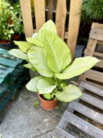 Zdjęcie rosliny doniczkowej Dieffenbachia Tropic Marianne, ujęcie 2