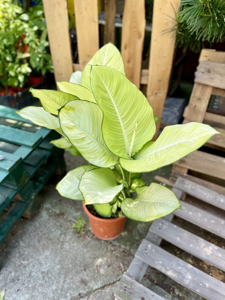 Zdjęcie rosliny doniczkowej Dieffenbachia Tropic Marianne, ujęcie 2