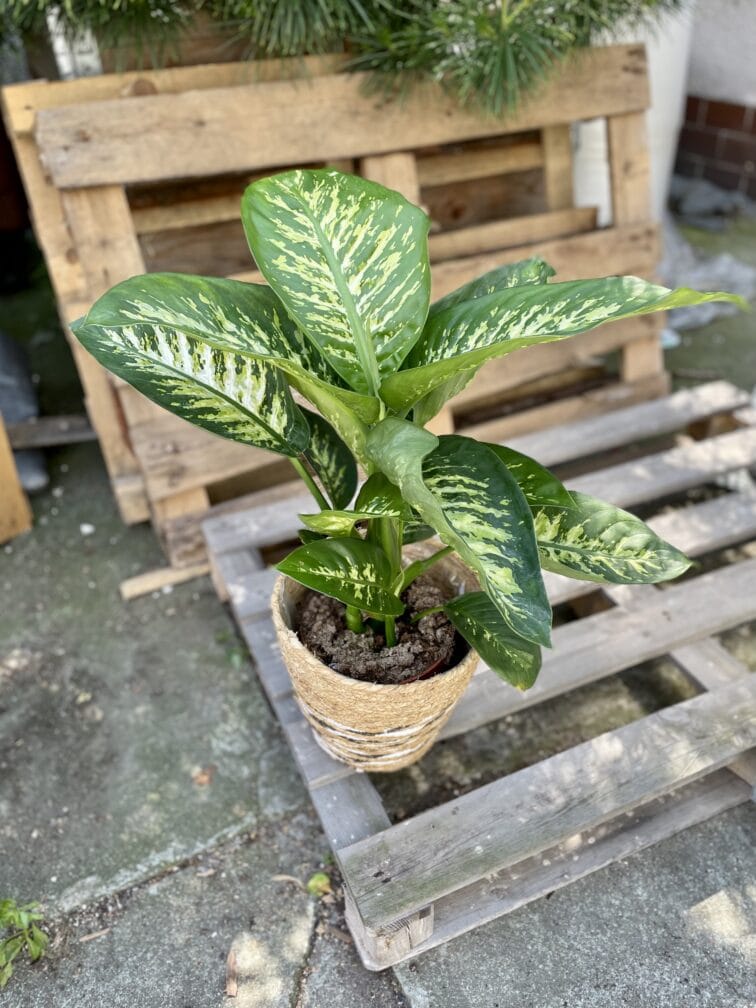 diffenbachia-tropic-snow_19x85-1_1654939735.jpg Zdjęcie rosliny doniczkowej Dieffenbachia Tropic Snow, ujęcie 1