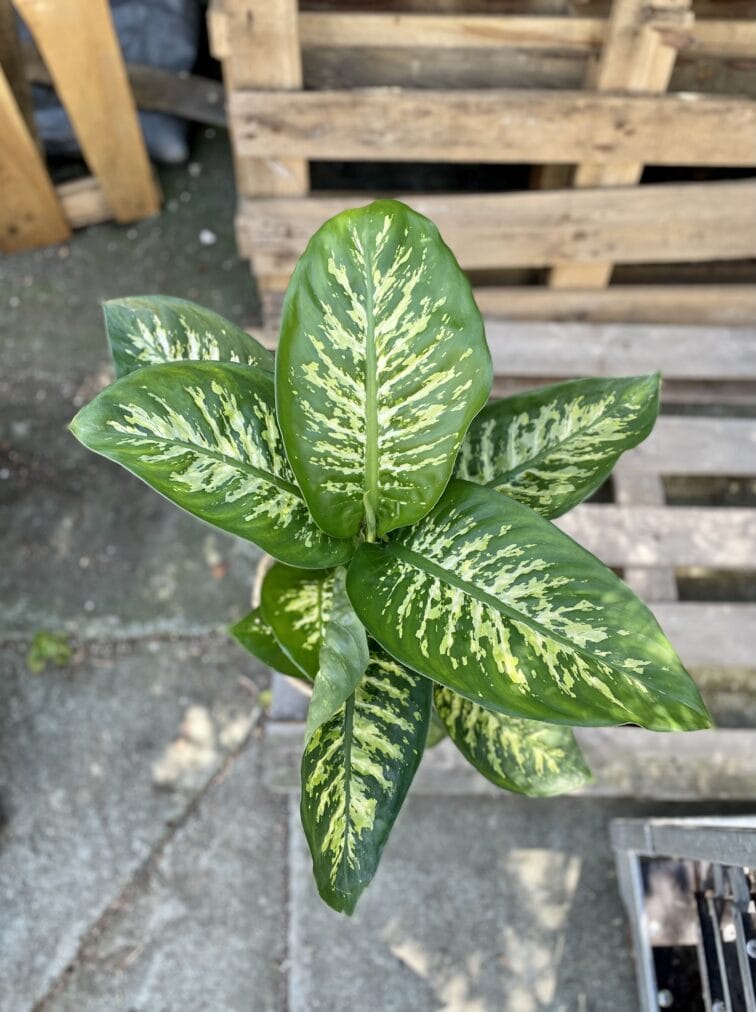 Zdjęcie rosliny doniczkowej Dieffenbachia Tropic Snow, ujęcie 2
