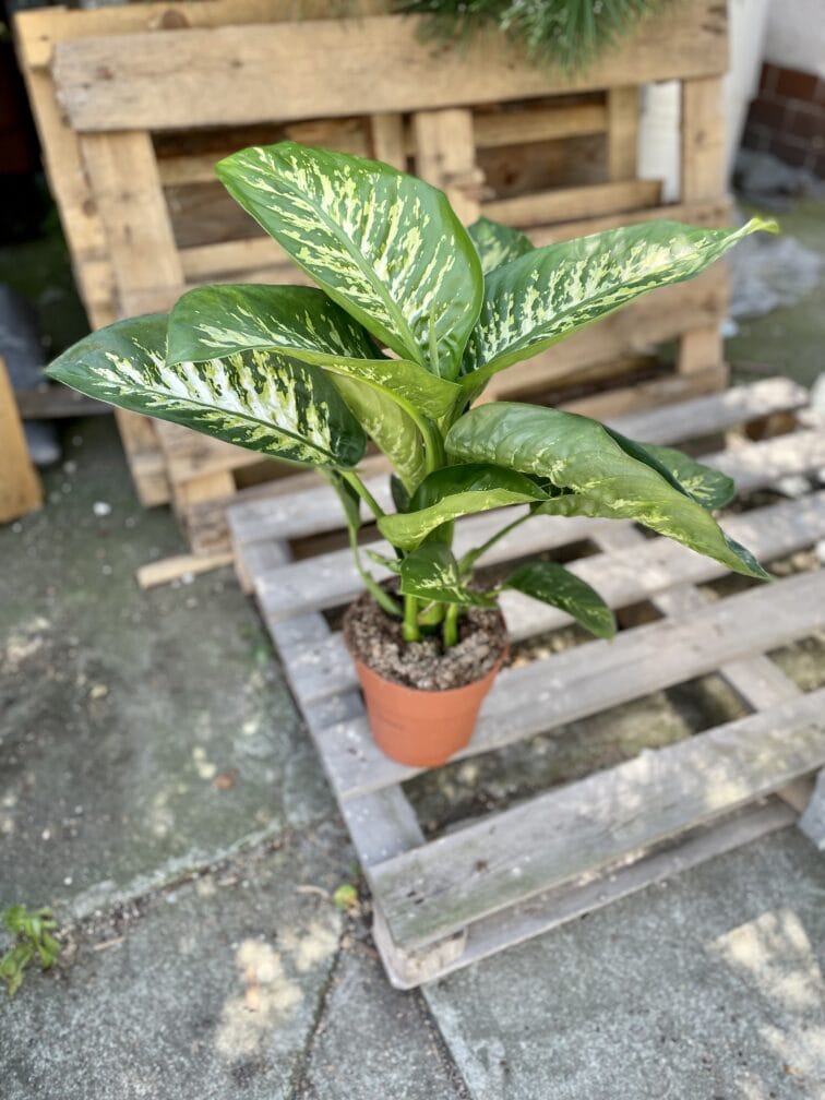 Zdjęcie rosliny doniczkowej Dieffenbachia Tropic Snow, ujęcie 3