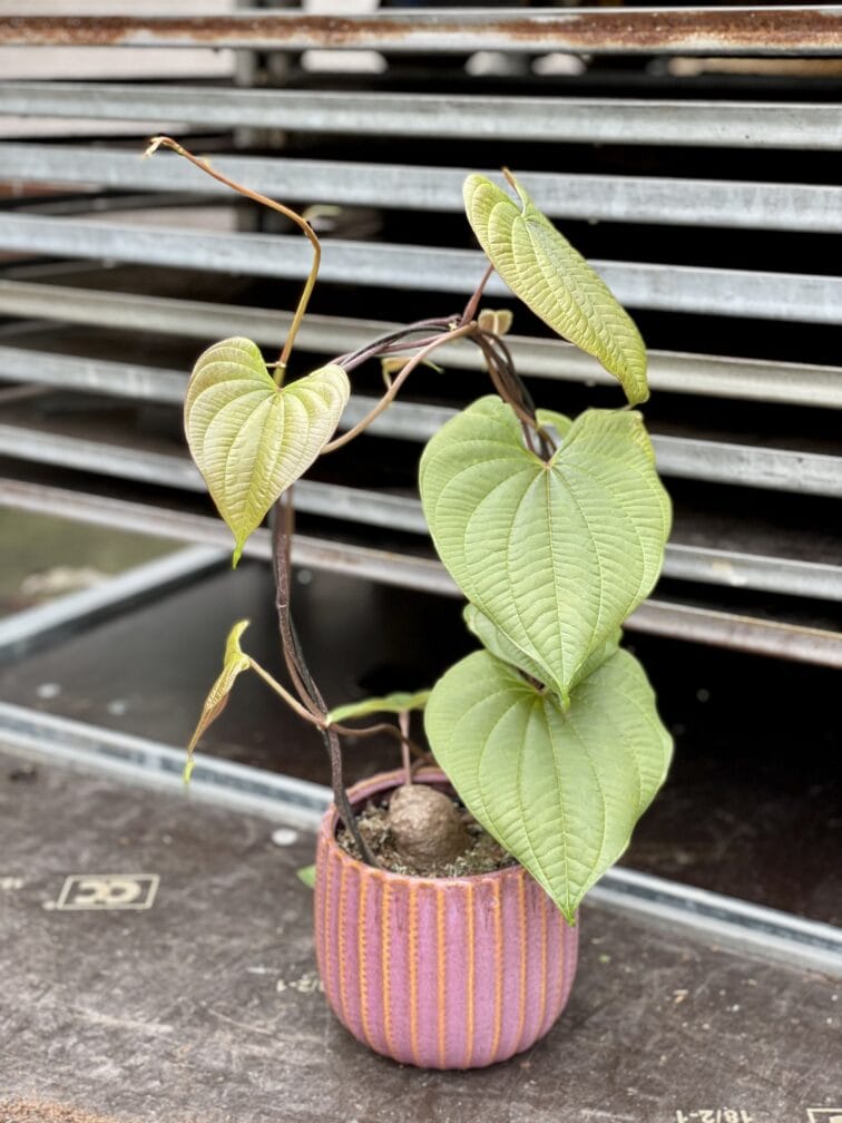 dioscorea-bulbifera_12x25-1_1654335221.jpg Zdjęcie rosliny doniczkowej Dioscorea bulbifera, ujęcie 1