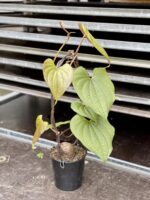 Zdjęcie rosliny doniczkowej Dioscorea bulbifera, ujęcie 2