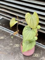 Zdjęcie rosliny doniczkowej Dioscorea bulbifera, ujęcie 3