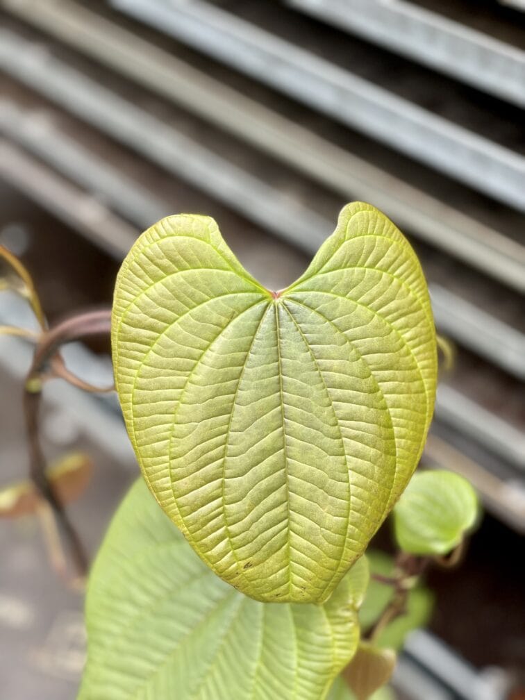 Zdjęcie rosliny doniczkowej Dioscorea bulbifera, ujęcie 4