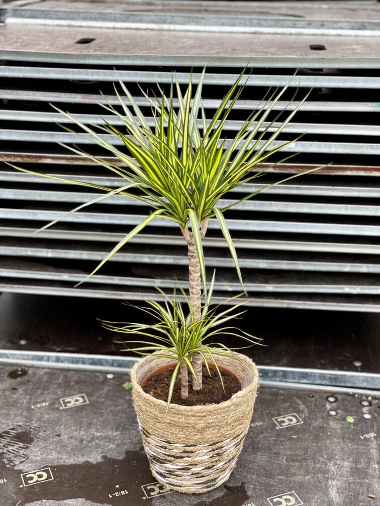 Zdjęcie rosliny doniczkowej Dracaena marginata Sunray, ujęcie 1