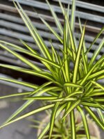 Zdjęcie rosliny doniczkowej Dracaena marginata Sunray, ujęcie 2