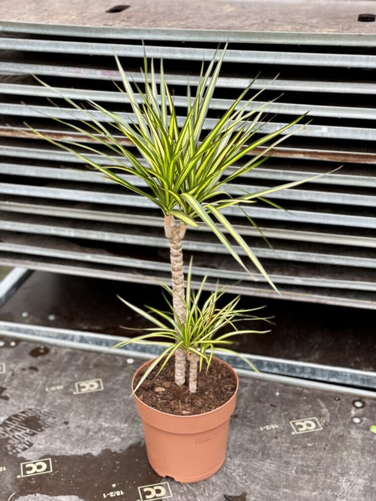 Zdjęcie rosliny doniczkowej Dracaena marginata Sunray, ujęcie 3