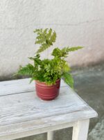 Zdjęcie rosliny doniczkowej Dryopteris erythrosora (Narecznica czerwonozawijkowa), ujęcie 1