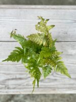 Zdjęcie rosliny doniczkowej Dryopteris erythrosora (Narecznica czerwonozawijkowa), ujęcie 2