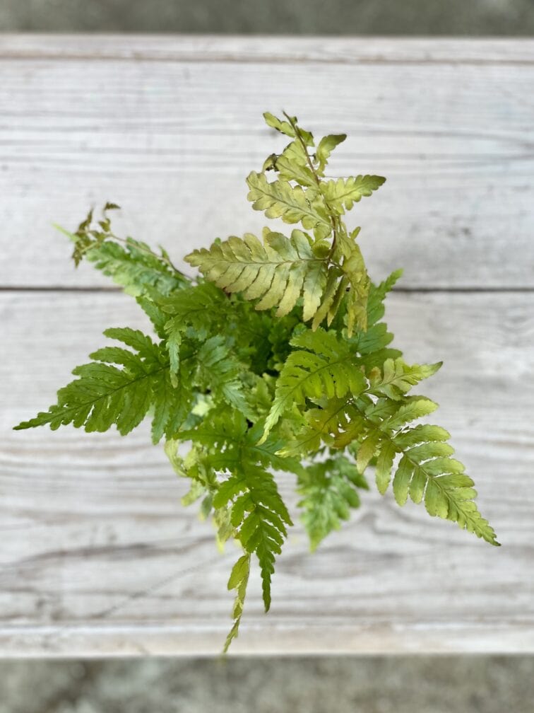 Zdjęcie rosliny doniczkowej Dryopteris erythrosora (Narecznica czerwonozawijkowa), ujęcie 2