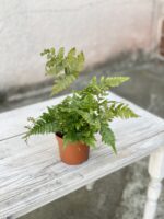 Zdjęcie rosliny doniczkowej Dryopteris erythrosora (Narecznica czerwonozawijkowa), ujęcie 3