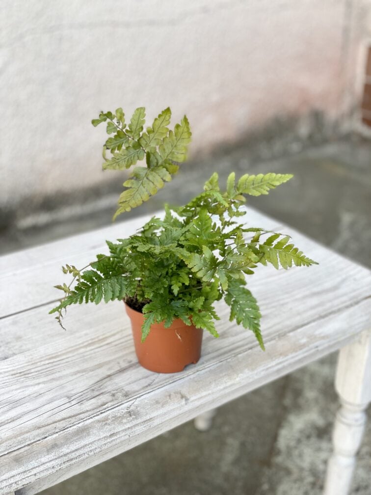 Zdjęcie rosliny doniczkowej Dryopteris erythrosora (Narecznica czerwonozawijkowa), ujęcie 3