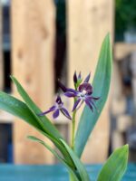 Zdjęcie rosliny doniczkowej Encyclia Black Comet (Epicattleya), ujęcie 1