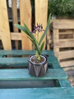 Zdjęcie rosliny doniczkowej Encyclia Black Comet (Epicattleya), ujęcie 2