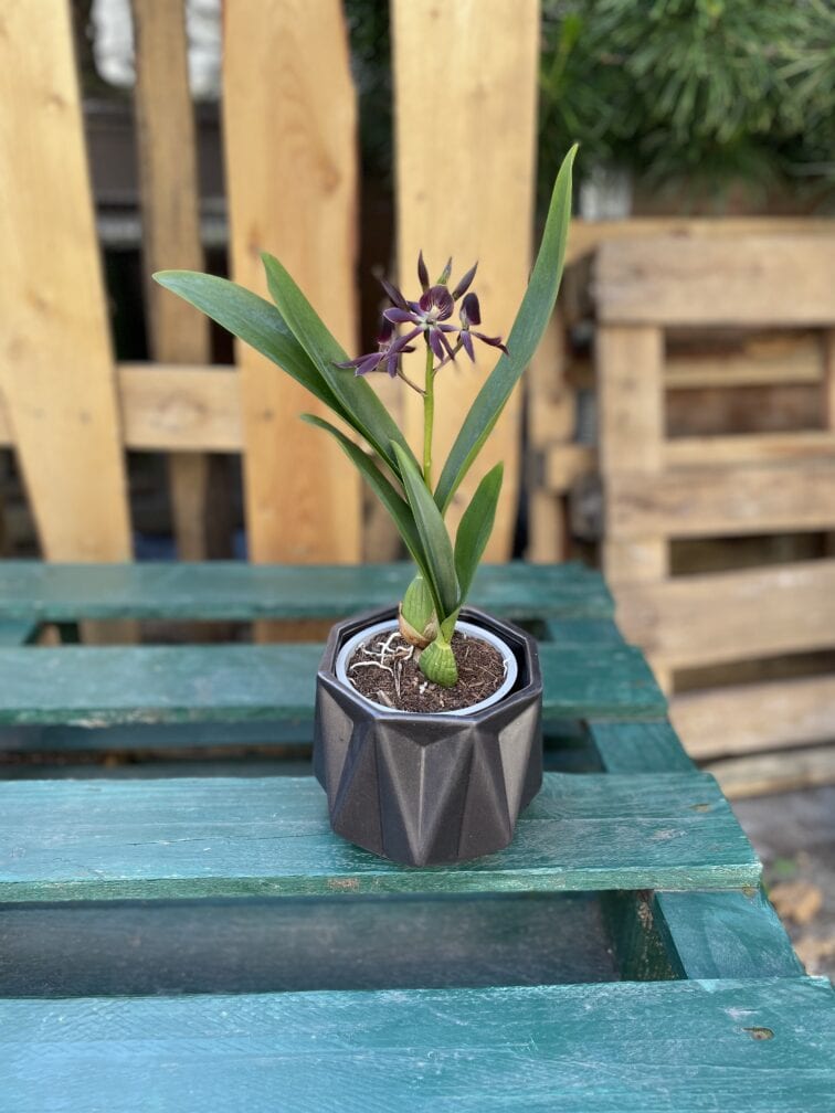 Zdjęcie rosliny doniczkowej Encyclia Black Comet (Epicattleya), ujęcie 2