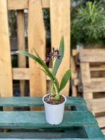 Zdjęcie rosliny doniczkowej Encyclia Black Comet (Epicattleya), ujęcie 3