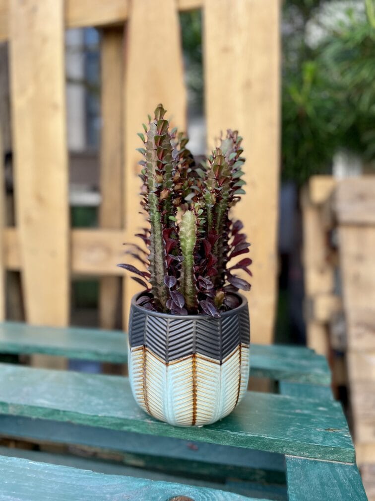 euphorbia-trigona-rubra_12x20-1_1654933873.jpg Zdjęcie rosliny doniczkowej Euphorbia trigona Rubra, ujęcie 1