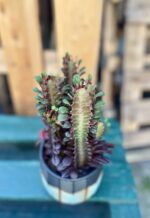 Zdjęcie rosliny doniczkowej Euphorbia trigona Rubra, ujęcie 2