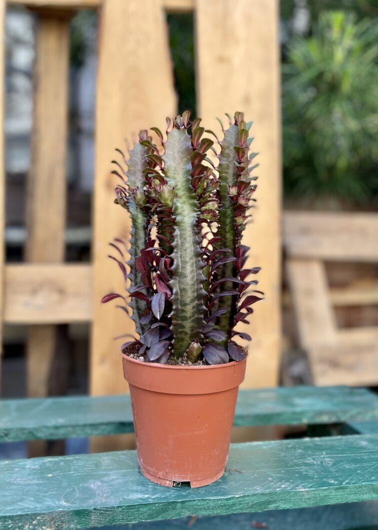 Zdjęcie rosliny doniczkowej Euphorbia trigona Rubra, ujęcie 3