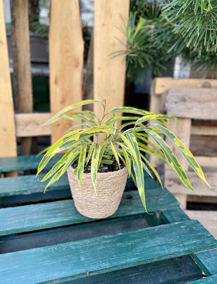 Zdjęcie rosliny doniczkowej Ficus binnendijkii Amstel Green Gold, ujęcie 1