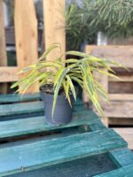 Zdjęcie rosliny doniczkowej Ficus binnendijkii Amstel Green Gold, ujęcie 3