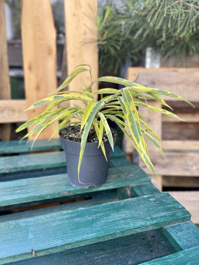 Zdjęcie rosliny doniczkowej Ficus binnendijkii Amstel Green Gold, ujęcie 3