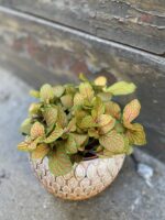 Zdjęcie rosliny doniczkowej Fittonia albivenis Skeleton, ujęcie 1