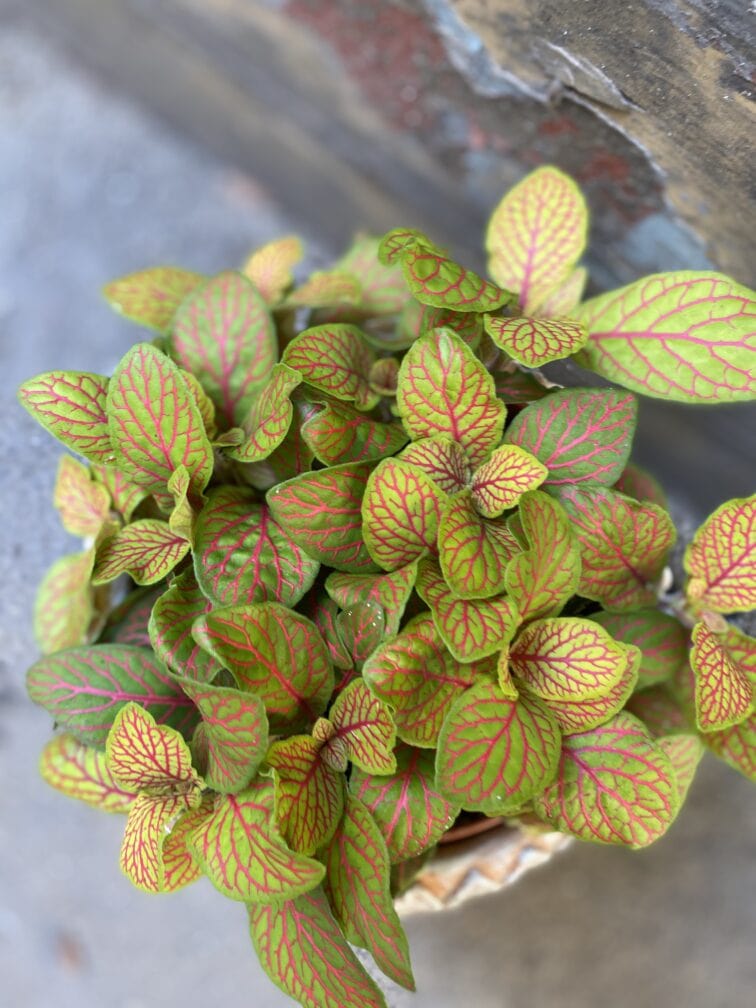 Zdjęcie rosliny doniczkowej Fittonia albivenis Skeleton, ujęcie 2