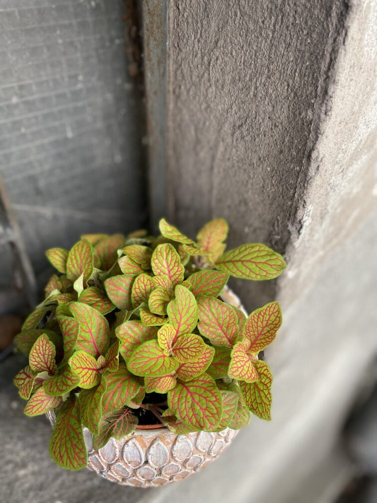 Zdjęcie rosliny doniczkowej Fittonia albivenis Skeleton, ujęcie 3