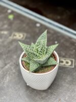 Zdjęcie rosliny doniczkowej Gasteraloe Aveo, ujęcie 1