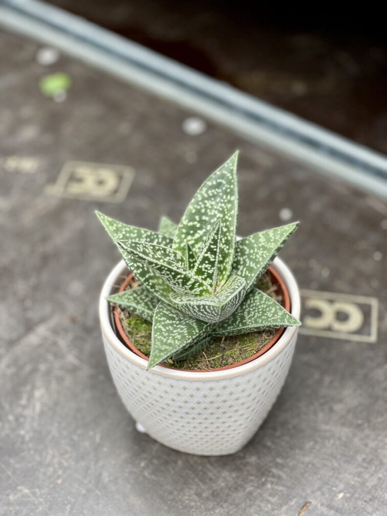 gasteraloe-aveo_10x16-1_1654335493.jpg Zdjęcie rosliny doniczkowej Gasteraloe Aveo, ujęcie 1
