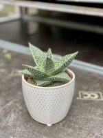 Zdjęcie rosliny doniczkowej Gasteraloe Aveo, ujęcie 2