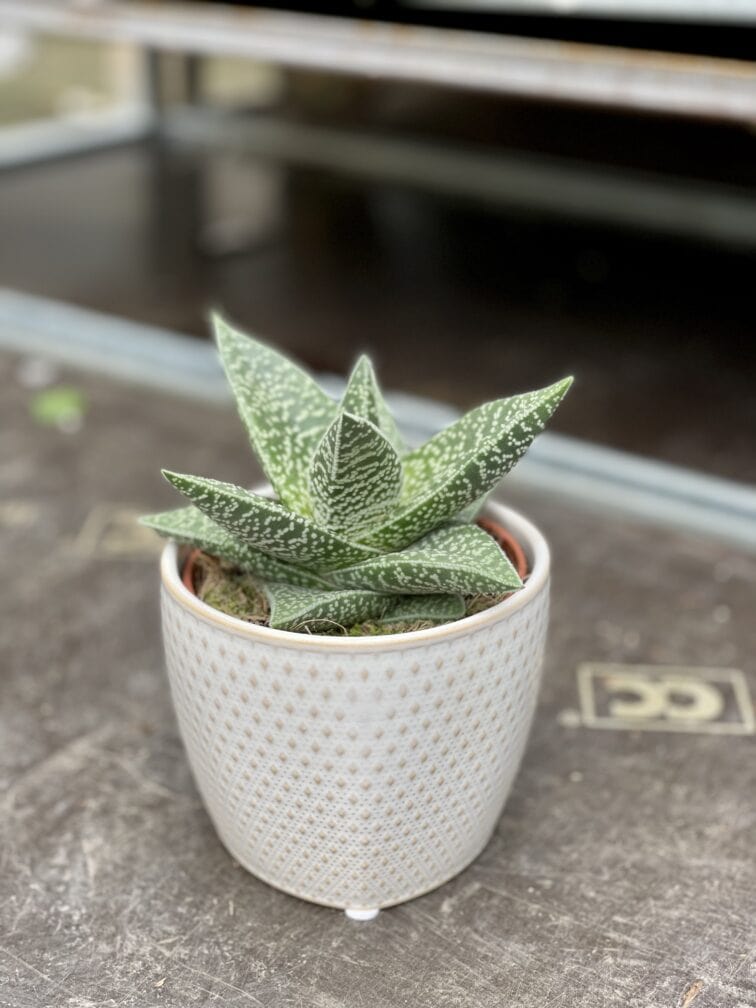 Zdjęcie rosliny doniczkowej Gasteraloe Aveo, ujęcie 2