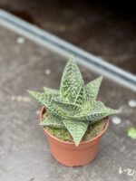 Zdjęcie rosliny doniczkowej Gasteraloe Aveo, ujęcie 3