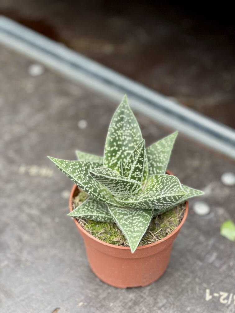 Zdjęcie rosliny doniczkowej Gasteraloe Aveo, ujęcie 3