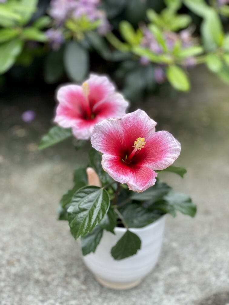 hibiscus-rosa-sinensis-pink-dream_12x25-1_1654336762.jpg Zdjęcie rosliny doniczkowej Hibiscus rosa-sinensis Pink Dream, ujęcie 1