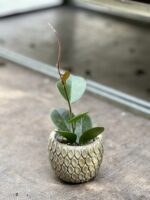 Zdjęcie rosliny doniczkowej Hoya australis, ujęcie 1