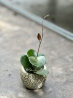 Zdjęcie rosliny doniczkowej Hoya australis, ujęcie 3