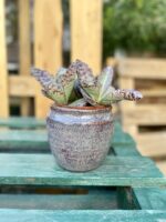Zdjęcie rosliny doniczkowej Kalanchoe humilis Desert Surprise, ujęcie 1