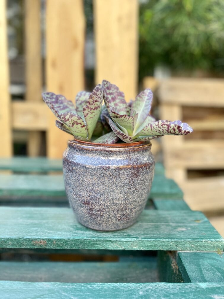 Zdjęcie rosliny doniczkowej Kalanchoe humilis Desert Surprise, ujęcie 1